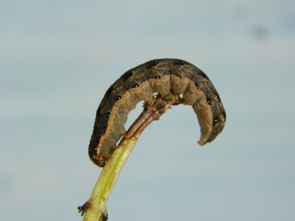 Noctuidae: bruco di Noctua comes